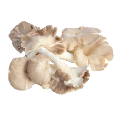 Austern Pilze (Hed Nangfa), Schale à 100g