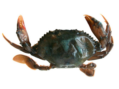 Soft Shell Crab 10x1kg IQF netto ~55g