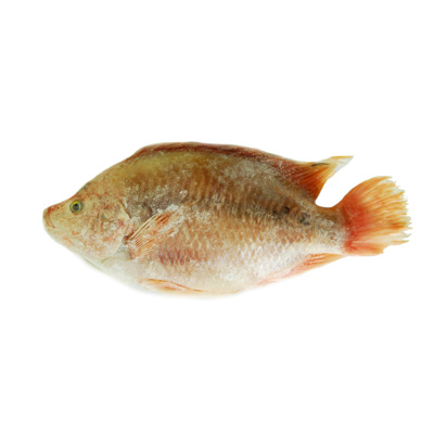 Red Tilapia Fisch JONA 350-500g 1x4kg