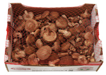 Shiitake Pilze Frisch PETRUCCI 2kg