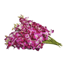 Orchideen Bom (weiss-violett), Bund à 25 Stk.